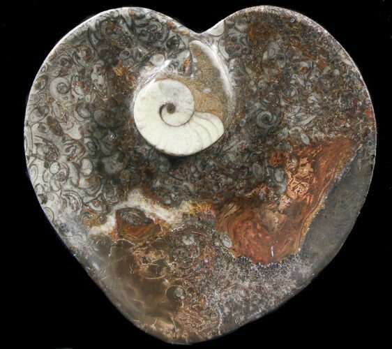 Heart Shaped Fossil Goniatite Dish #39372